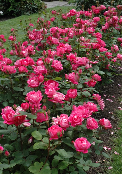 SRS KNOCK OUT DOUBLE RED #2