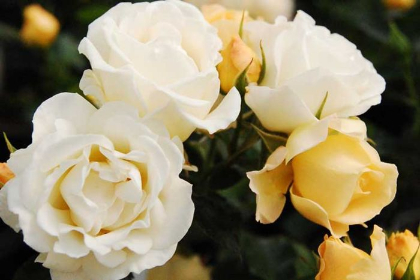 SRS DRIFT POPCORN #2