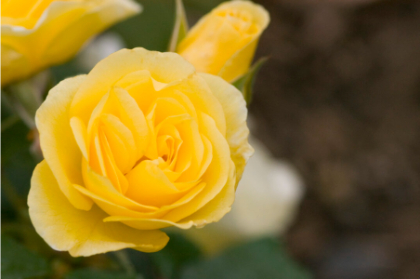 SRS HIGH VOLTAGE #2 EE YLW