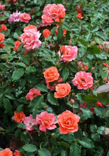 SRS KNOCK OUT CORAL #2