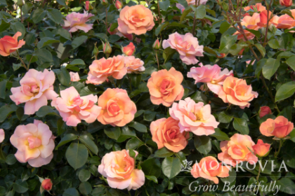 SRS NITTY GRITTY PEACH #2