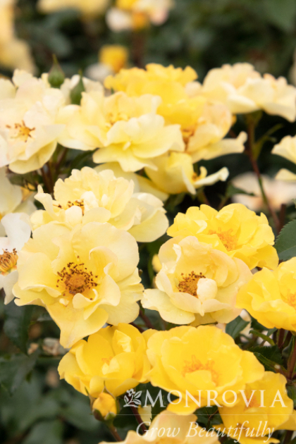 SRS NITTY GRITTY YELLOW #2