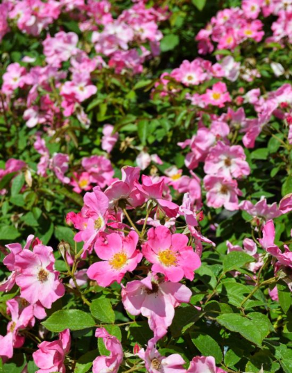 SRS NEARLY WILD #2 PINK