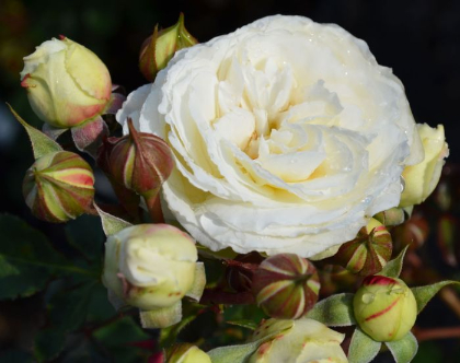 SRS SNOWDRIFT #2 WHITE