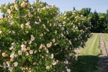 CRS ABOVE AND BEYOND #2 FE DLBAP