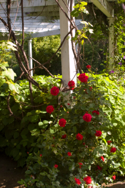 CRS RAMBLIN' RED #2 RED FE