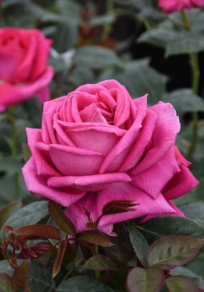 HTP ALL MY LOVING #3 DARK PINK