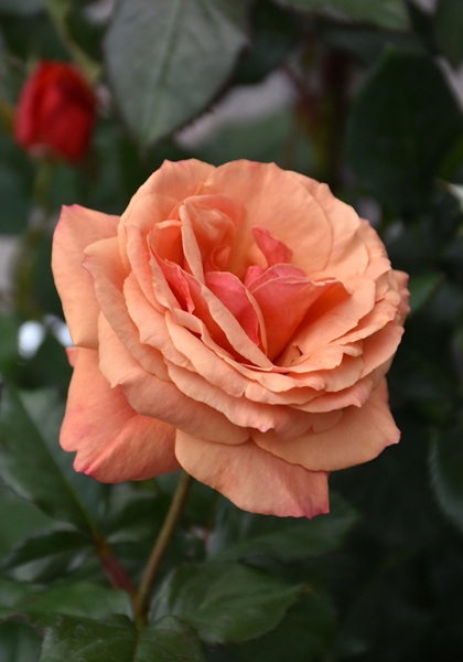 HTP ANNA'S PROMISE #3 PINK/BRONZ