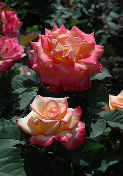 HTP DREAM COME TRUE #3 YLW