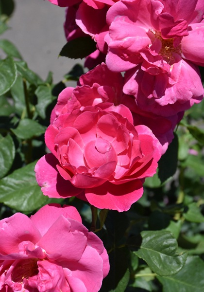 HTP GRANDE DAME #3 ROSE PINK