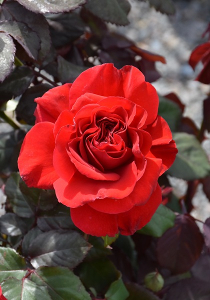 HTP LEGENDS #3 RUBY RED