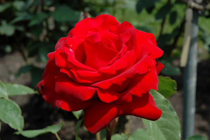 HTP OPENING NIGHT #3 PURE RED