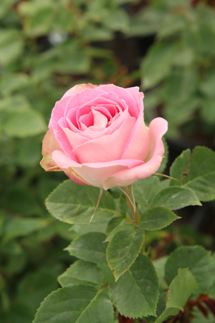 HTP PAINTED PORCELAIN #3 PINK