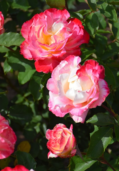 HTR DOUBLE DELIGHT #3 CREAM RED