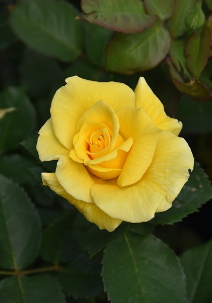 HTP MIDAS TOUCH #3 GOLD YLW