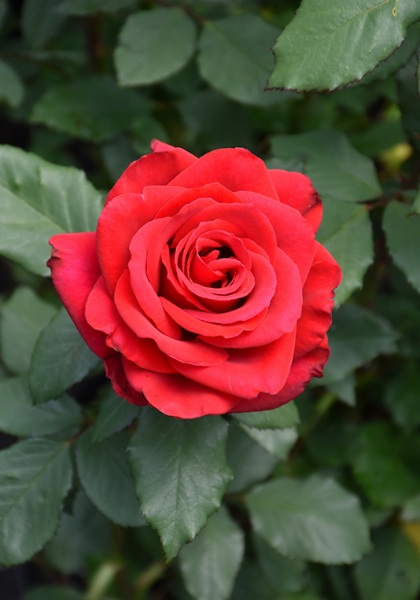 HTR OLYMPIAD #3 BRIGHT RED