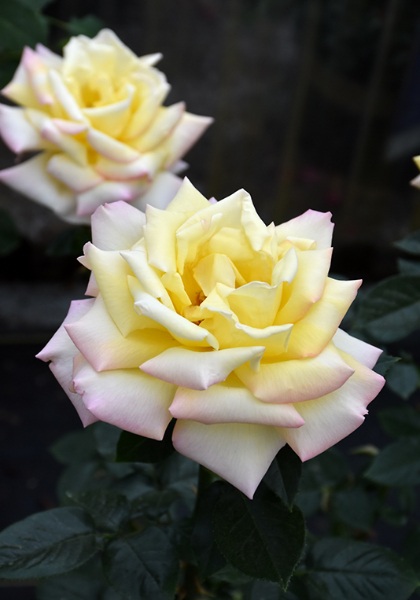 HTR PEACE #3 YLW AND PINK