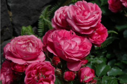 HTR QUEEN ELIZABETH #3 PINK