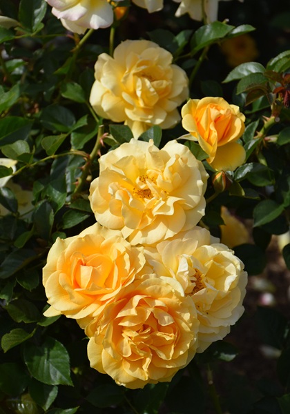 FPR JULIA CHILD #3 BUTTER YLW