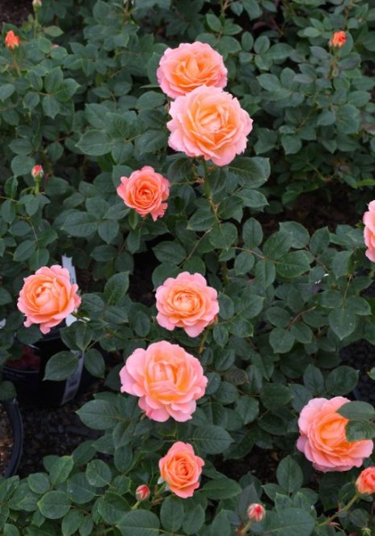 FPR JUMP FOR JOY #3 PEACH/PINK