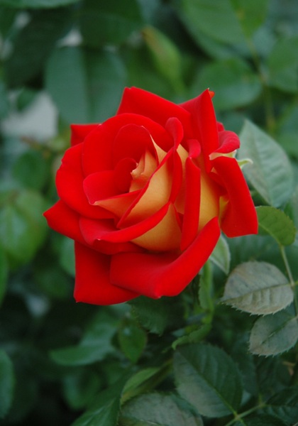 FPR KETCHUP & MUSTARD #3 RED/YLW