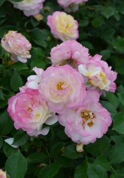 FPR LIFE OF THE PARTY #3 YLW/PNK