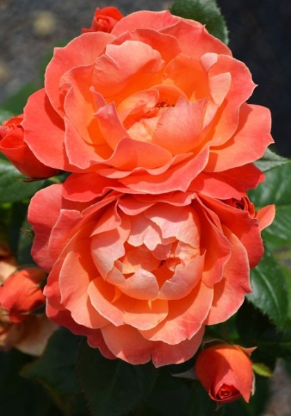 FPR LIVIN' EASY #3 APRICOT-ORANG