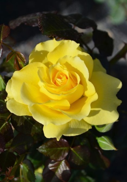 FPR SPARKLE & SHINE #3 YLW