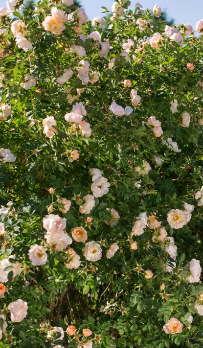 CRS ABOVE AND BEYOND #2 FE DLBAP