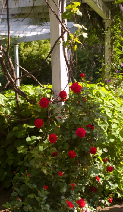 CRS RAMBLIN' RED #2 RED FE