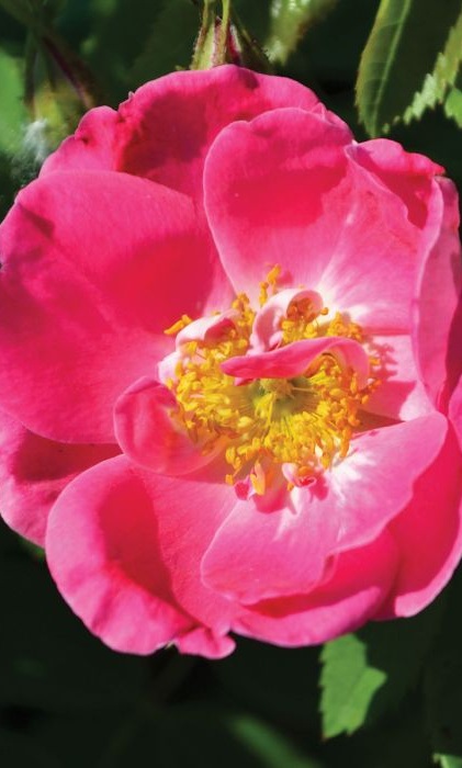 CRS WILLIAM BAFFIN #2 PINK