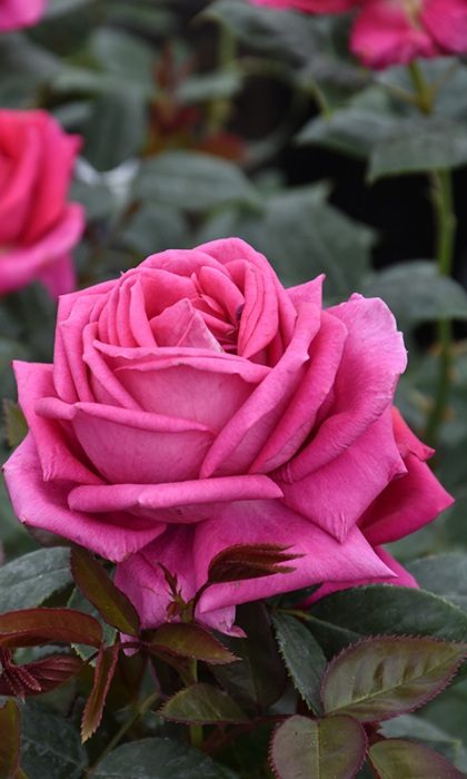 HTP ALL MY LOVING #3 DARK PINK