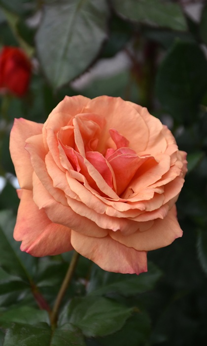 HTP ANNA'S PROMISE #3 PINK/BRONZ