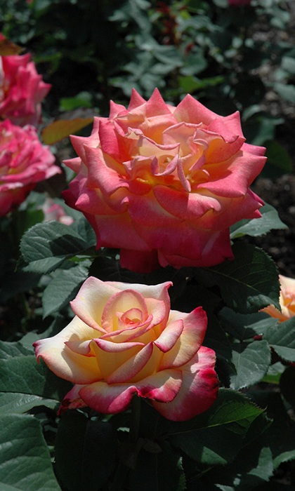 HTP DREAM COME TRUE #3 YLW