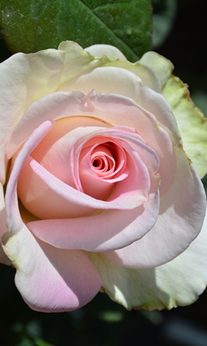 HTP FALLING IN LOVE #3 PINK