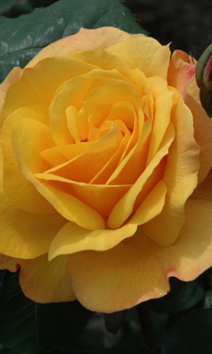 HTP GOOD AS GOLD #3 ORANGE