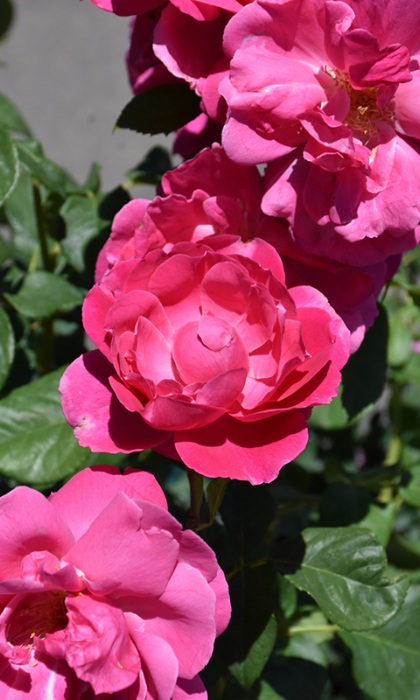 HTP GRANDE DAME #3 ROSE PINK