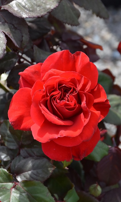 HTP LEGENDS #3 RUBY RED