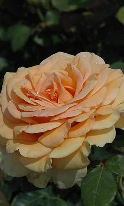 HTP MARILYN MONROE #3 APRICOT