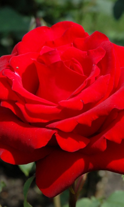 HTP OPENING NIGHT #3 PURE RED