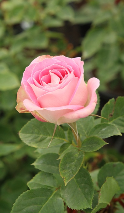 HTP PAINTED PORCELAIN #3 PINK