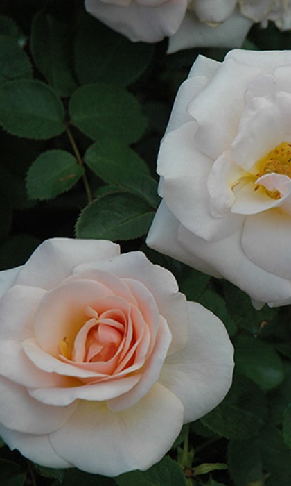 HTP PRETTY LADY ROSE #3DEEP PINK