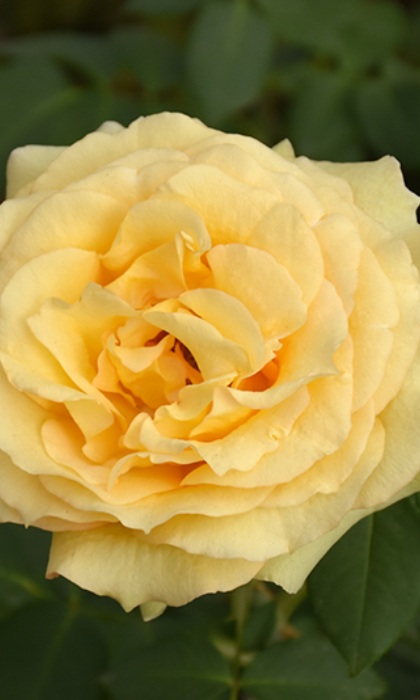 HTP ST. PATRICK #3 CHARTREUSE