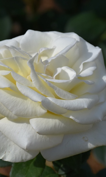 HTP SUGAR MOON #3 WHITE