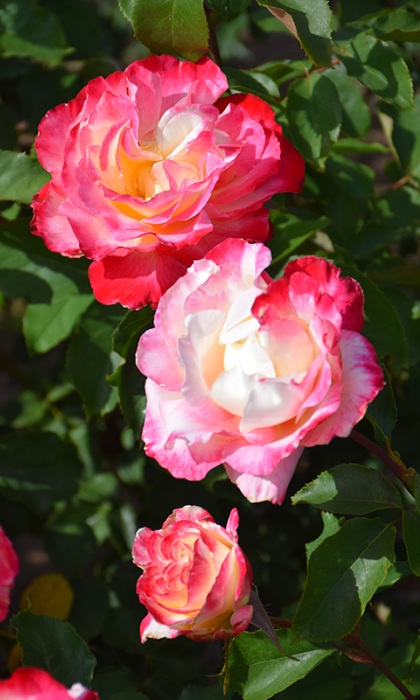 HTR DOUBLE DELIGHT #3 CREAM RED