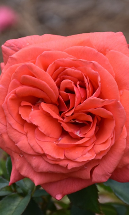 HTR FRAGRANT CLOUD #3 CORAL RED