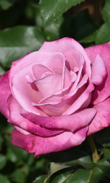 HTR FRAGRANT PLUM #3 LAVENDER