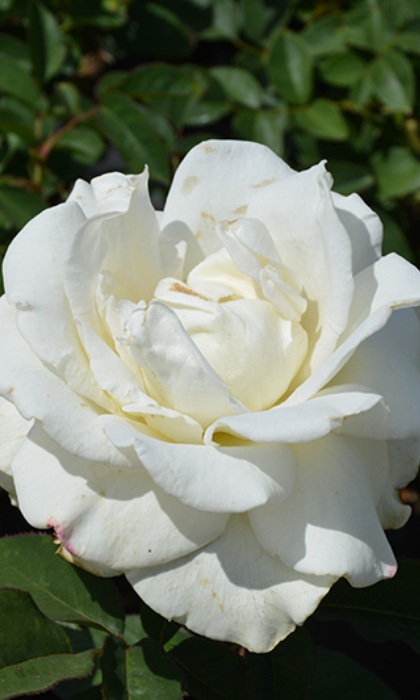 HTR JOHN F. KENNEDY #3 WHITE