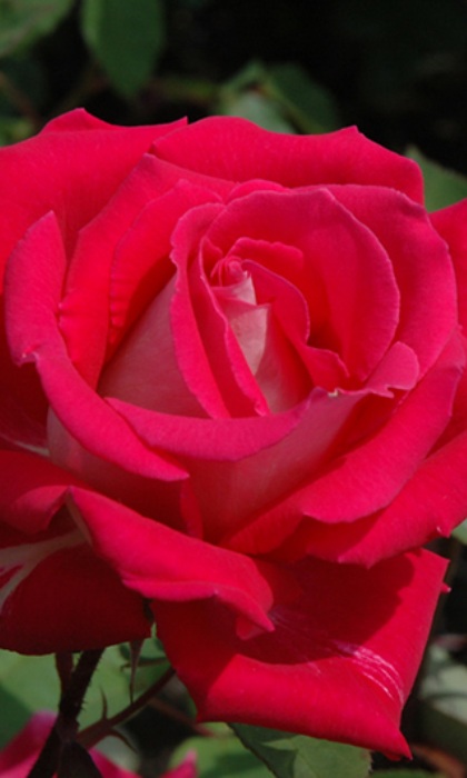 HTR LOVE #3 RED AND WHITE