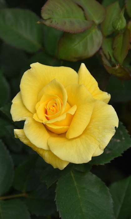 HTP MIDAS TOUCH #3 GOLD YLW